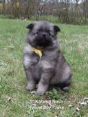 Německý špic střední štěňátka s PP FCI