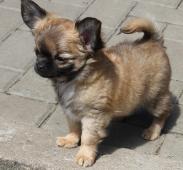 Čivava dlouhosrstá - pejsek