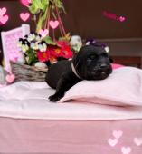 REZERVACE Labradorský Retriever s PP