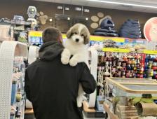 Pyrenejský horský pes chlupáči