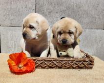 Nabídka štěňat labradorského retrievera