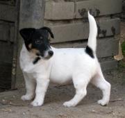 Hladkosrstý pejsek Jack Russell teriéra s PP