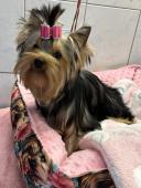 Yorkshire terrier holčička