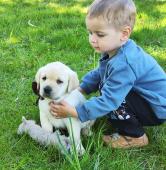 Nabídka štěněte labradorského retrivra