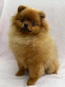 Pomeranian