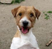 9letá milá fenka Jack Russell teriéra s PP
