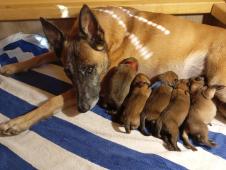 Belgický ovčák, malinois
