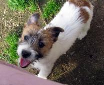Poslední štěně - fenka Jack Russell teriéra s PP
