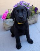 IHNED K ODBĚRU Labradorský Retriever s PP
