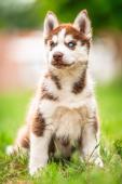 Sibiřský husky s PP