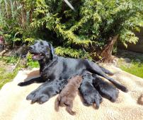 Nabídka štěňat labradorského retrievera