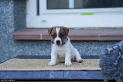 Jack russell hladkosrstý pejsek s PP