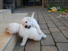 Štěňátka labradorského retrievera s PP