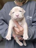 Amira