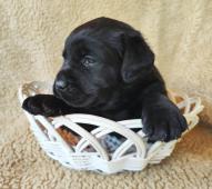 Labradorský retriever