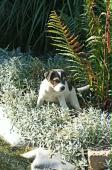 Parson Russell terier  fenky