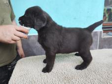 Labradorský retriever