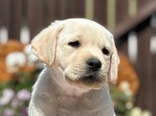 Labradorský retriever s PP