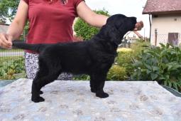 Flat coated retriever s PP