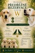 Labrador retriever s PP