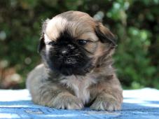 Shih-tzu , ši-tzu štěňátka s PP FCI