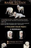 Štěňata SAO Středoasijský pastevecký pes