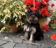Yorkshire terrier