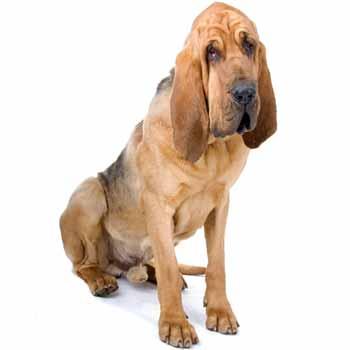 Svätohubertský pes - Bloodhound