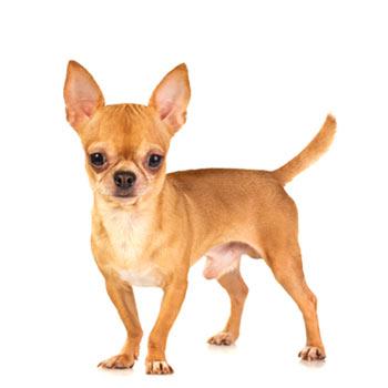 Chihuahua (Čivava)