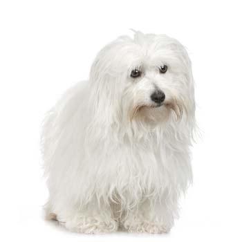 Coton de Tulear