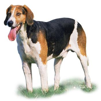 Anglický foxhound - líšči pes