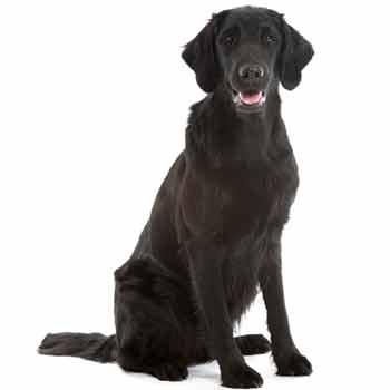 Flat Coated Retriever