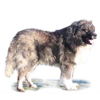 Kavkazský pastevecký pes