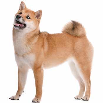 Shiba Inu Atlas Psů Kompletní Informace O Plemeni