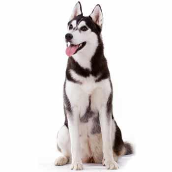 Husky (Sibiřský husky)