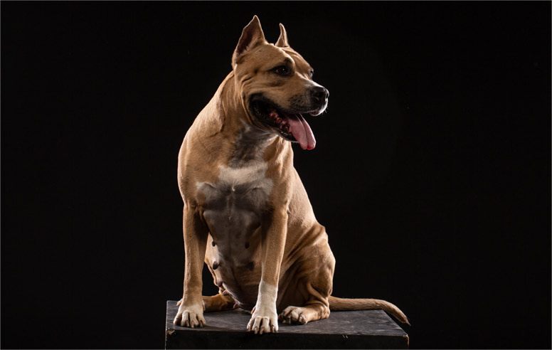 Americký pitbulteriér v Atlase psů na WEBFORDOG