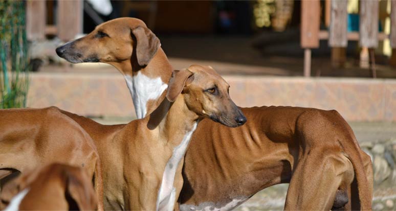 Azavak Azawakh v Atlase psů na WEBFORDOG