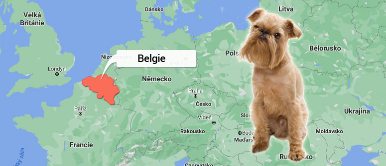 Mapa Belgie - Bruselský grifonek
