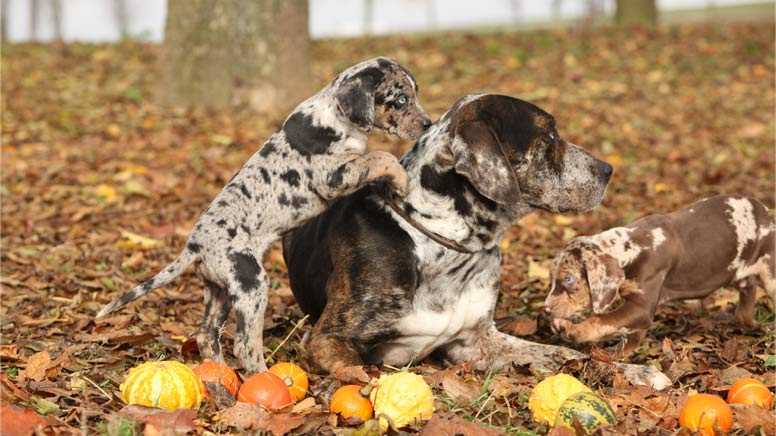 Louisianský leopardí pes v Atlase psů na WEBFORDOG