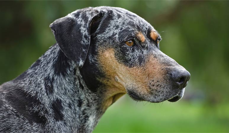 Louisianský leopardí pes v Atlase psů na WEBFORDOG