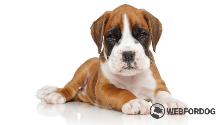 Německý boxer štěně na WEBFORDOG