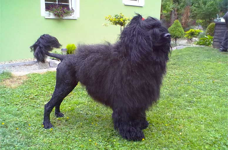 Portugalský vodní pes