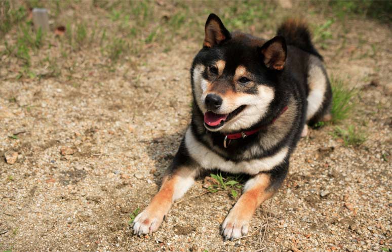 Shiba-inu v Atlase psů na WEBFORDOG