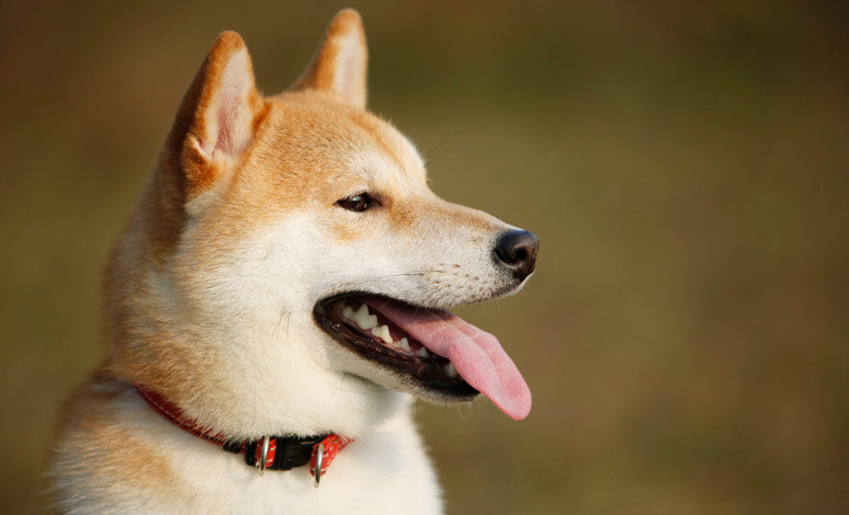 Shiba inu v Atlase psů na WEBFORDOG