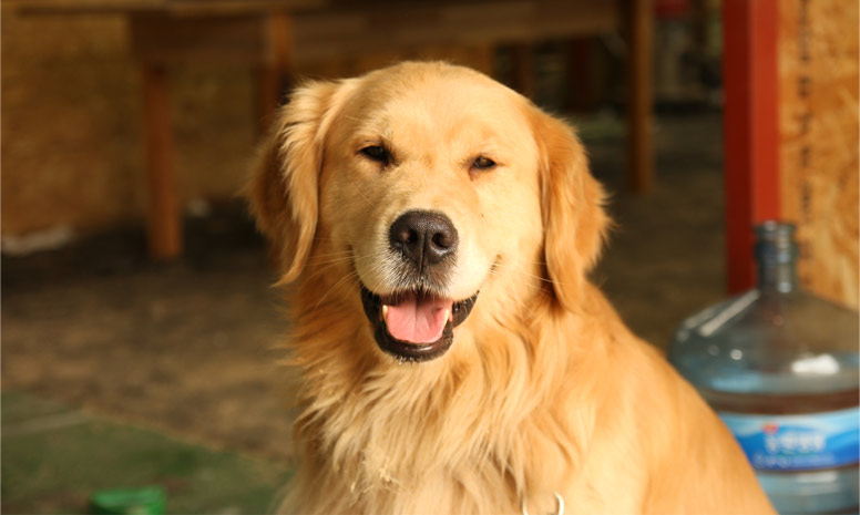 Zlatý retrívr v Atlase psů na WEBFORDOG