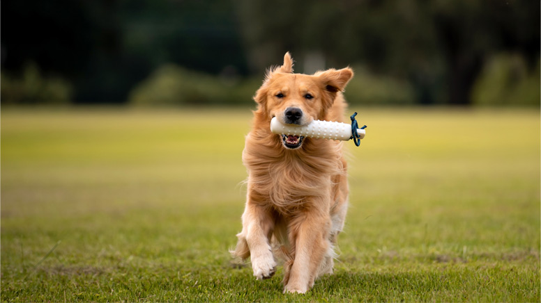 Zlatý retrívr a pohyb v atlase psů na WEBFORDOG