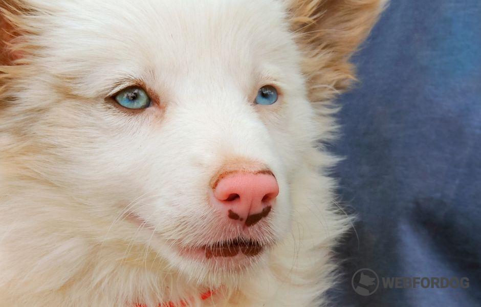 double merle