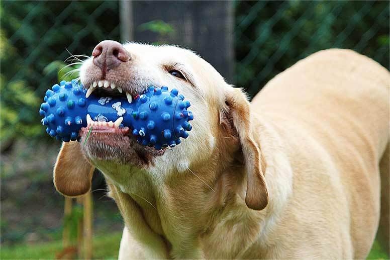 Žvýkací psí hračky