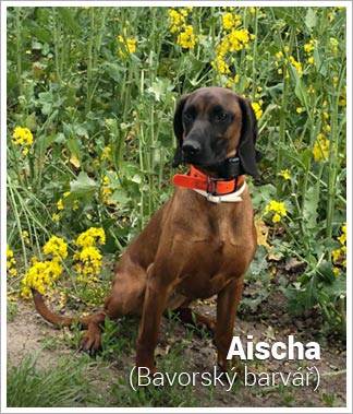 Psí jméno Aischa v psím kalendáři na WEBFORDOG