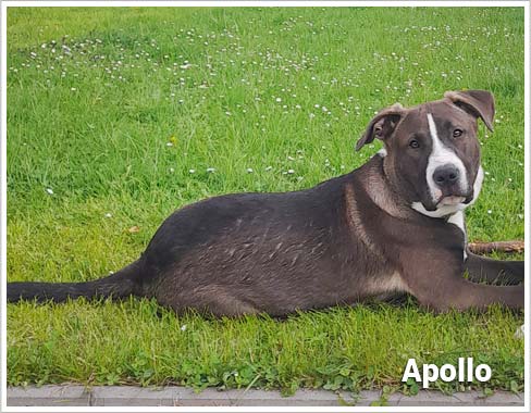 Psí jméno Apollo v psím kalendáři na WEBFORDOG
